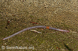 C176462: Regenwurm