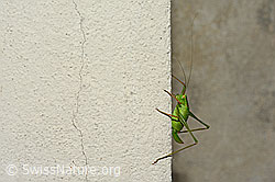 Foto: Punktierte Zartschrecke (Leptophyes punctatissima)