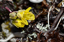 Hoppes Felsenblümchen (Draba hoppeana) (C189860)