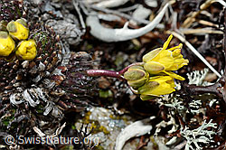 Hoppes Felsenblümchen (Draba hoppeana) (C189861)