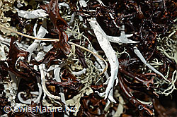 C189870: Wurmflechte (Thamnolia vermicularis)