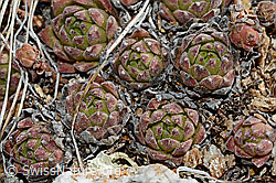 Berg-Hauswurz (Sempervivum montanum) (28.05.2021, C189879)