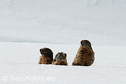 Murmeltiere (Marmota marmota) (28.05.2021, C189964)