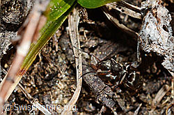 Formica lemani (Waldameise) (C189990)