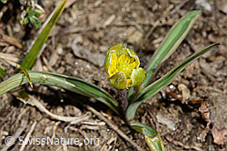 Ranunculus kuepferi (C190007)