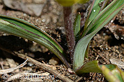 Ranunculus kuepferi (C190009)