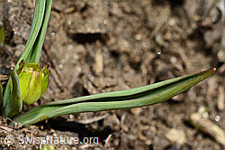 Ranunculus kuepferi (C190013)