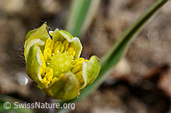 Ranunculus kuepferi (C190014)