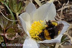 C190033: Distelhummel (Bombus soroeensis) auf Frühlings-Anemone (Pulsatilla vernalis)