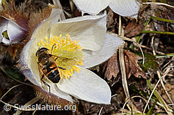 Mistbiene (Eristalis tenax) auf Frühlings-Anemone (Pulsatilla vernalis) (C190120)