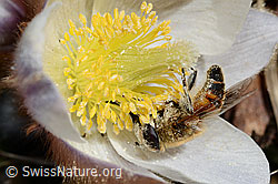 Mistbiene (Eristalis tenax) auf Frühlings-Anemone (Pulsatilla vernalis) (C190130)