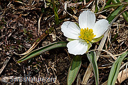 Ranunculus kuepferi (C190168)