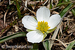 Ranunculus kuepferi (C190169)