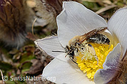 Erzfarbene Düstersandbiene (Andrena nigroaenea)<br/>Frühlings-Anemone (Pulsatilla vernalis)