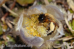 Erzfarbene Düstersandbiene (Andrena nigroaenea) auf Frühlings-Anemone (Pulsatilla vernalis) (28.05.2021, C190207)