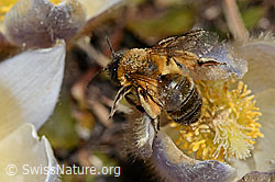 Erzfarbene Düstersandbiene (Andrena nigroaenea) auf Frühlings-Anemone (Pulsatilla vernalis) (28.05.2021, C190212)