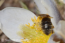 Erzfarbene Düstersandbiene (Andrena nigroaenea) auf Frühlings-Anemone (Pulsatilla vernalis) (C190224) Erzfarbene Düstersandbiene (Andrena nigroaenea) auf Frühlings-Anemone (Pulsatilla vernalis) (C190224)