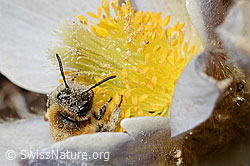 Erzfarbene Düstersandbiene (Andrena nigroaenea) auf Frühlings-Anemone (Pulsatilla vernalis) (C190225) Erzfarbene Düstersandbiene (Andrena nigroaenea) auf Frühlings-Anemone (Pulsatilla vernalis) (C190225)