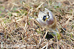 Graue Sandbiene (Andrena cineraria) an Frühlings-Anemonen (Pulsatilla vernalis) (C190870) Graue Sandbiene (Andrena cineraria) an Frühlings-Anemonen (Pulsatilla vernalis) (C190870)