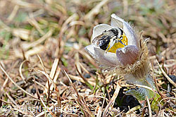 Graue Sandbiene (Andrena cineraria) an Frühlings-Anemonen (Pulsatilla vernalis) (C190871) Graue Sandbiene (Andrena cineraria) an Frühlings-Anemonen (Pulsatilla vernalis) (C190871)