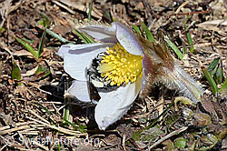 Graue Sandbiene (Andrena cineraria) an Frühlings-Anemonen (Pulsatilla vernalis) (C190874) Graue Sandbiene (Andrena cineraria) an Frühlings-Anemonen (Pulsatilla vernalis) (C190874)