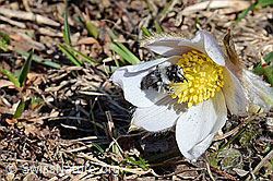 Graue Sandbiene (Andrena cineraria) an Frühlings-Anemonen (Pulsatilla vernalis) (30.05.2021, C190876)