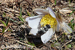 Graue Sandbiene (Andrena cineraria) an Frühlings-Anemonen (Pulsatilla vernalis) (30.05.2021, C190878)