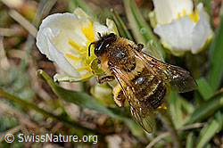 Erzfarbene Düstersandbiene (Andrena nigroaenea)<br/>Pyrenäen-Hahnenfuss (Ranunculus kuepferi)