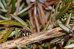 C190994: Heliophanus lineiventris (Springspinne)