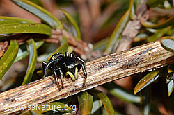 Heliophanus lineiventris (Springspinne) (30.05.2021, C190995)