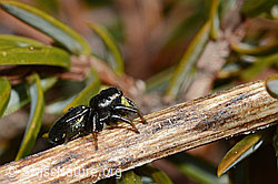 C190997: Heliophanus lineiventris (Springspinne)