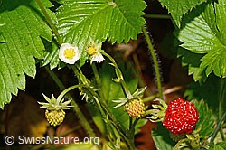 Fragaria vesca (12.06.2021, C192904)