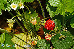 Fragaria vesca (C192907)