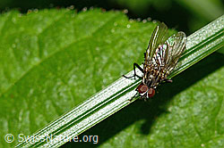 Foto: Kleine Stubenfliege (Fannia canicularis)
