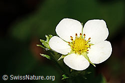 Fragaria vesca (12.06.2021, C192917)