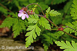 C192918: Ruprechtskraut (Geranium robertianum)
