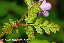 C192926: Ruprechtskraut (Geranium robertianum)