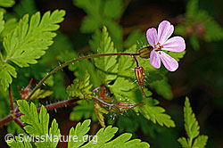 C192930: Ruprechtskraut (Geranium robertianum)