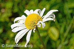Gewöhnliche Wiesen-Margerite (Leucanthemum vulgare) (C192931)