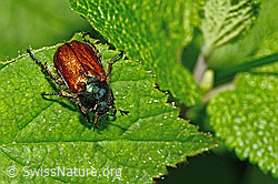 Phyllopertha horticola (12.06.2021, C192980)