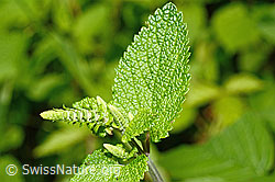 C192995: Salbeiblättriger Gamander (Teucrium scorodonia)