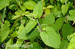 C192997: Salbeiblättriger Gamander (Teucrium scorodonia)