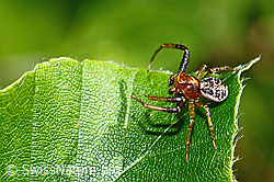 Xysticus audax (12.06.2021, C193035)