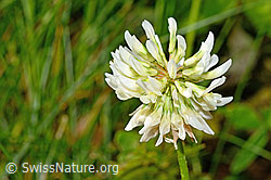 Trifolium repens (12.06.2021, C193037)