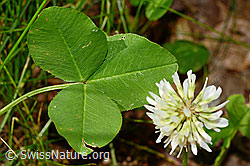 Trifolium repens (12.06.2021, C193039)