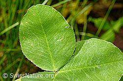 Trifolium repens (C193041)