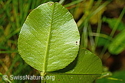 Trifolium repens (C193042)