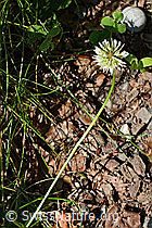 Trifolium repens (C193043)
