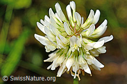 Trifolium repens (C193046)