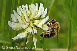 Honigbiene (Apis mellifera) auf Kriechendem Klee (Trifolium repens) (C193054)